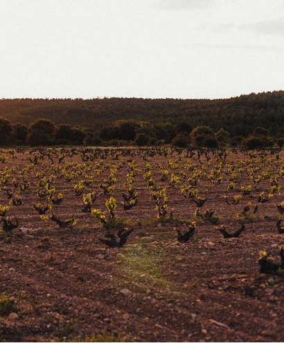 bodega vinos sinceros 3