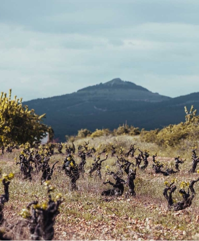 bodega vinos sinceros 6