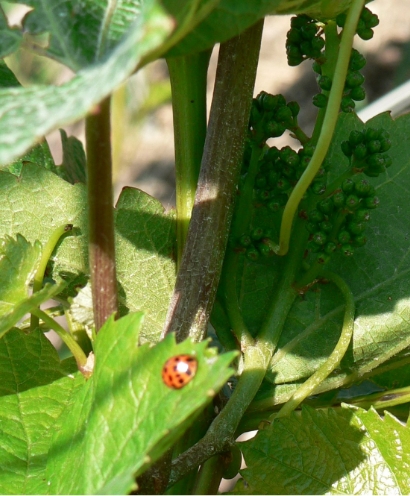 champagne apollonis 6