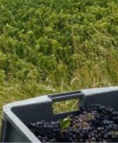 champagne bonnevie bocart 5