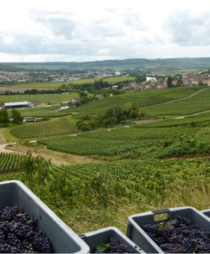 champagne bonnevie bocart 6