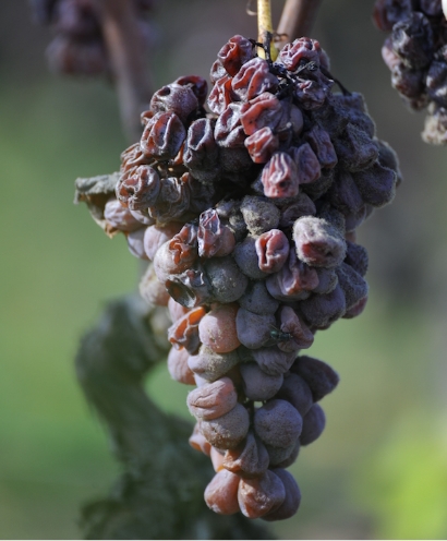 chateau haut bergeron 4