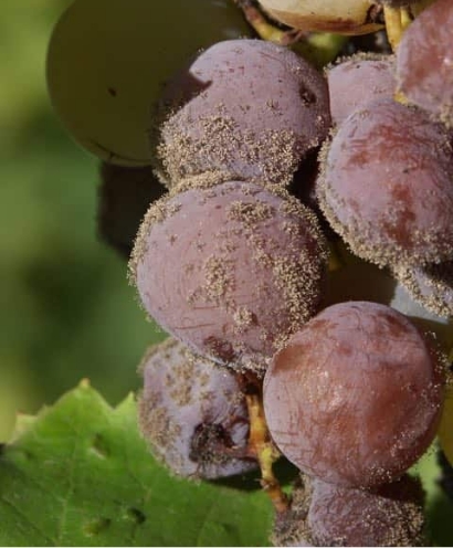chateau haut bergeron 6