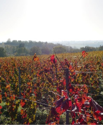 domaine des forges 6