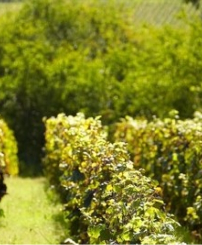 domaine gille 4