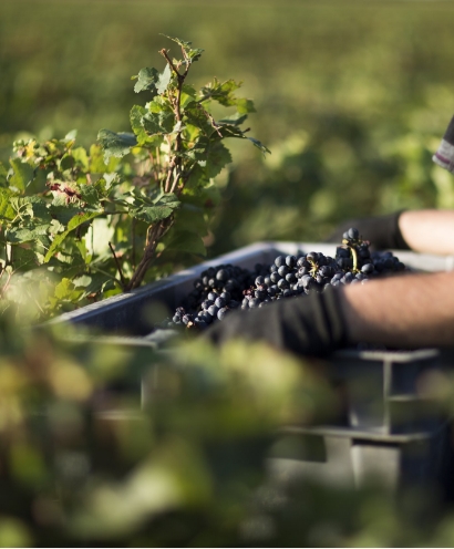 domaine gille 5