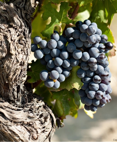 domaine montirius 14