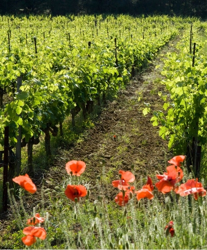 domaine montirius 5