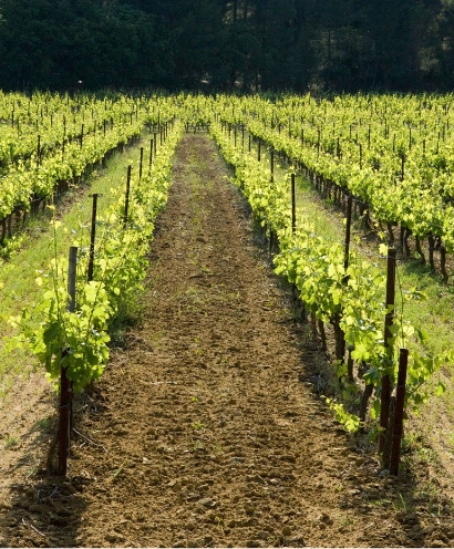 domaine montirius 6