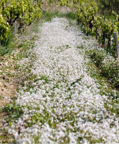 domaine montirius 7