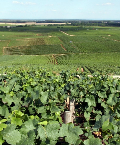 domaine nicolas potel 3