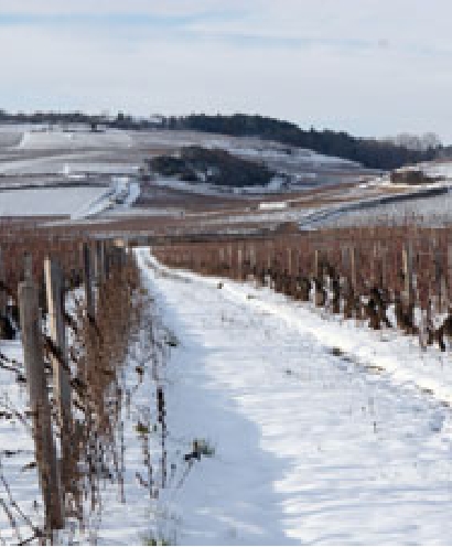 domaine nicolas potel 5