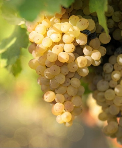 domaine orenga gaffory 12