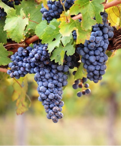 domaine orenga gaffory 13