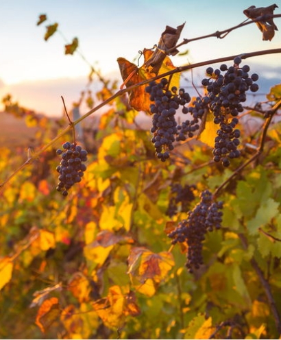 domaine orenga gaffory 14