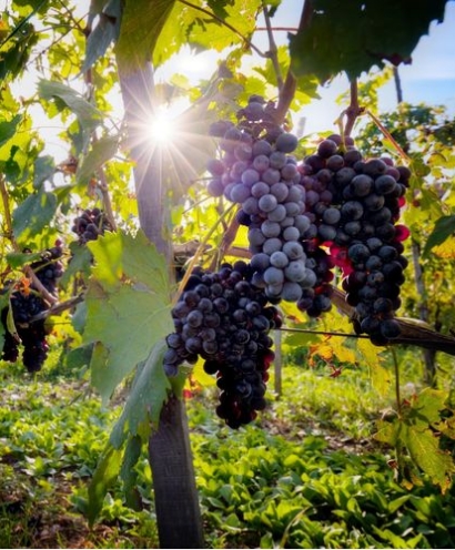 domaine orenga gaffory 15