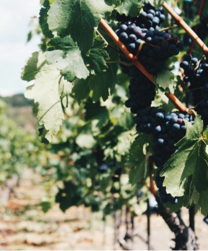 domaine orenga gaffory 3