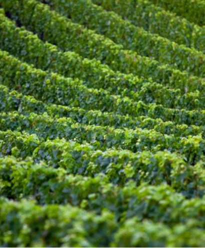 domaine orenga gaffory 4