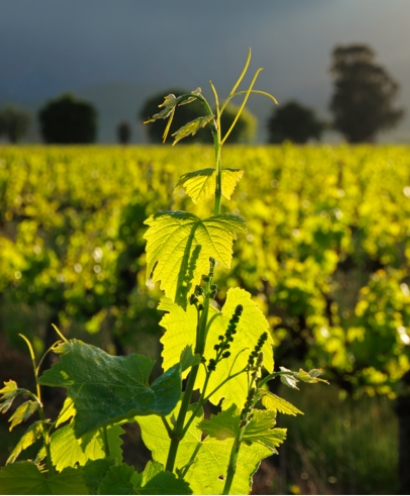 domaine orenga gaffory 8