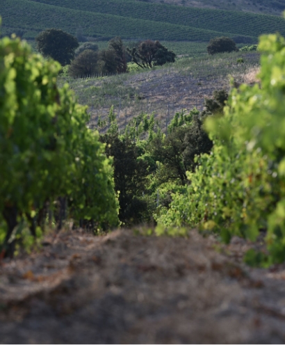 domaine orenga gaffory 9