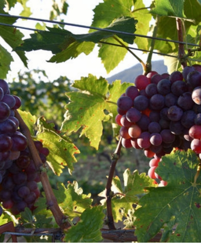 domaine sant armettu 4