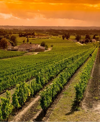 domaine thevenot le brun 13
