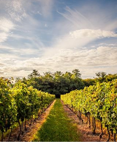domaine thevenot le brun 3 1