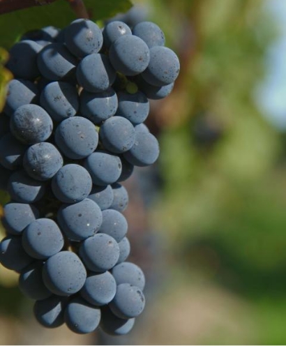 domaine thevenot le brun 4 1