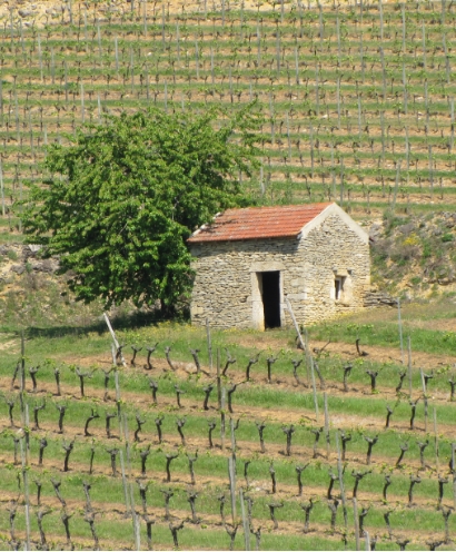 domaine thevenot le brun 5