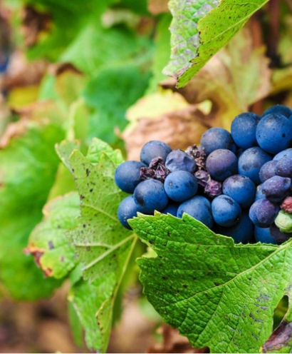 domaine thevenot le brun 6