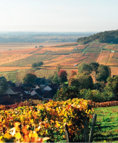domaine thevenot le brun 7