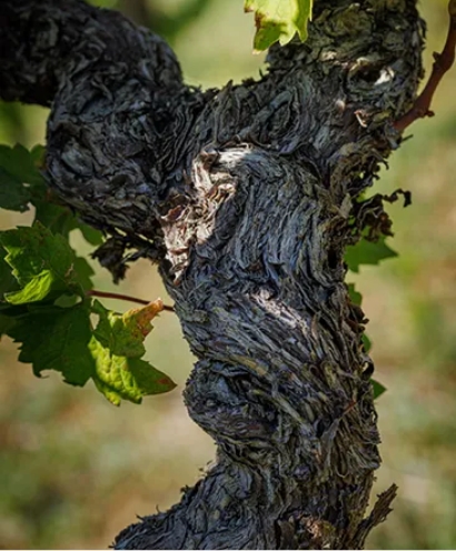 domaine xavier vignon 13
