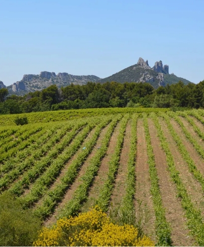 domaine xavier vignon 14