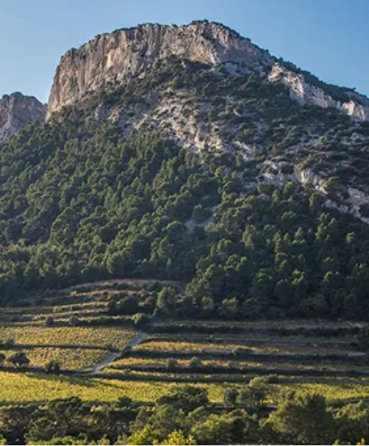 domaine xavier vignon 5