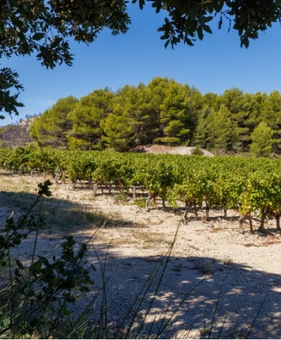 domaine xavier vignon 9