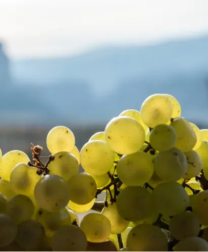 bodega raul tamayo 4