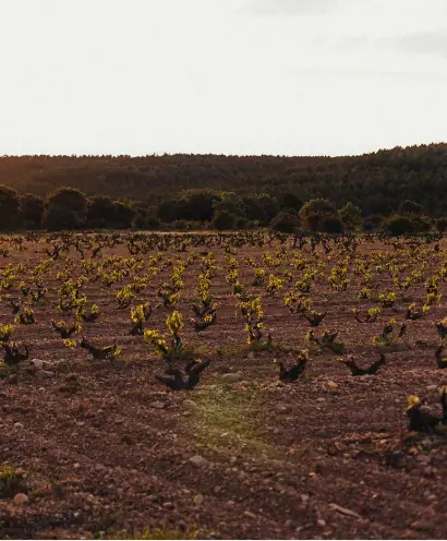 bodega vinos sinceros 3