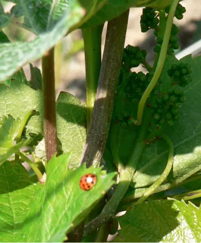 champagne apollonis 6