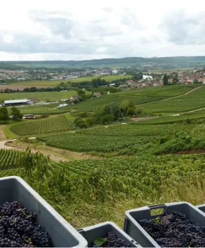 champagne bonnevie bocart 6