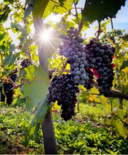 domaine orenga gaffory 15