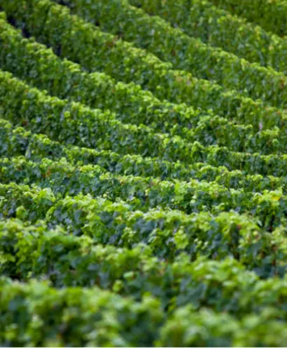 domaine orenga gaffory 4