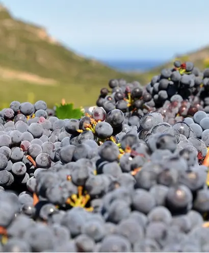 domaine orenga gaffory 7