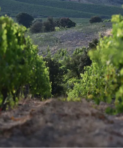 domaine orenga gaffory 9