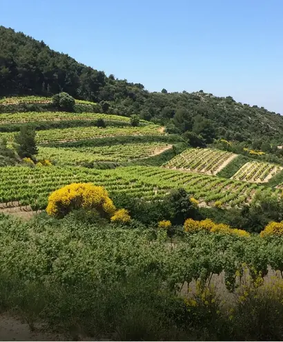 domaine xavier vignon 11