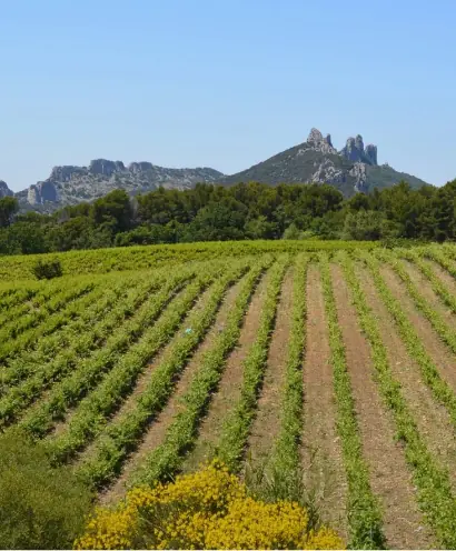 domaine xavier vignon 14