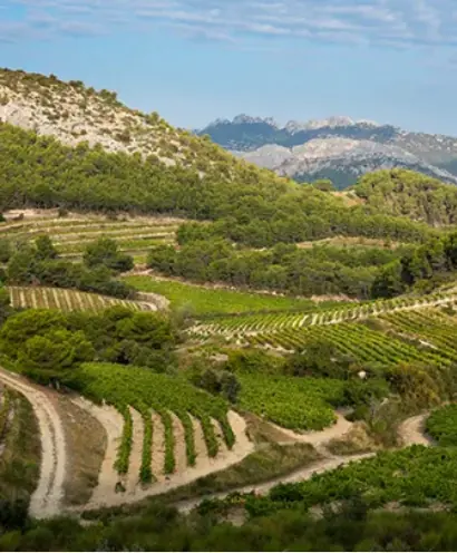 domaine xavier vignon 6