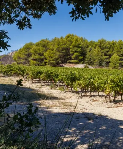 domaine xavier vignon 9
